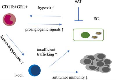 Resistance Mechanisms of the Metastatic Tumor Microenvironment to Anti-Angiogenic Therapy